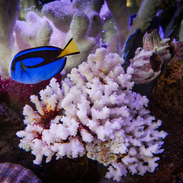 Saltwater Aquarium