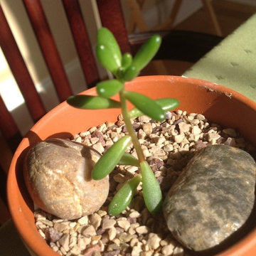 My Succulent Collection