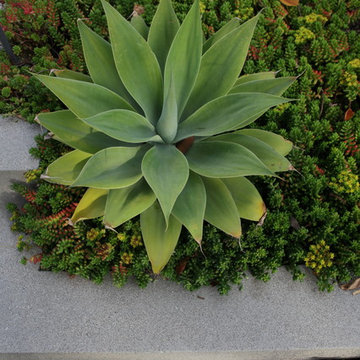 Define Boundaries with Elevated Foliage