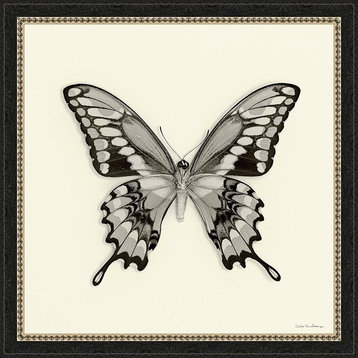 Butterfly VI BW Framed Fine Art Paper Print With Glass