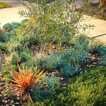 Drought Tolerant Garden Garden View