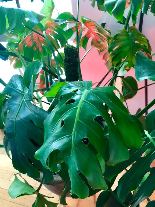 Droopy Leaves on Monstera