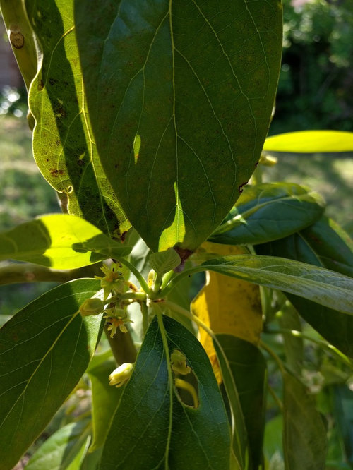 Ants Eating Avocado Blossoms