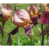 Denise Rigano's photo