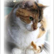 Foto von Trish Hamme