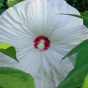 Foto de Anne-Marie Grantham