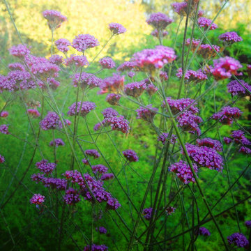The Little Things | Tall Verbena | Stay Safe