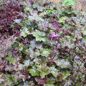 Woodland Garden, Kensington, CA