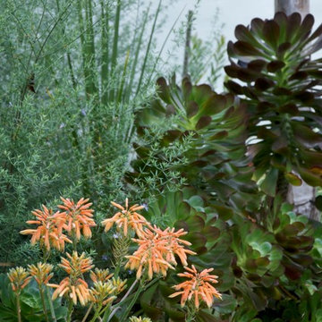 Mediterranean Garden Landscape