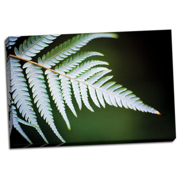 Fine Art Photograph, Silver Tree Fern II, Hand-Stretched Canvas