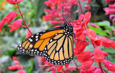 A Wing and a Prayer: Create a Heavenly Home for Butterflies