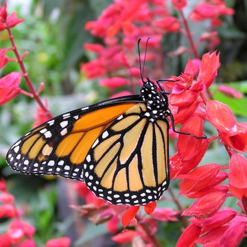 Hummingbird and Butterfly Garden
