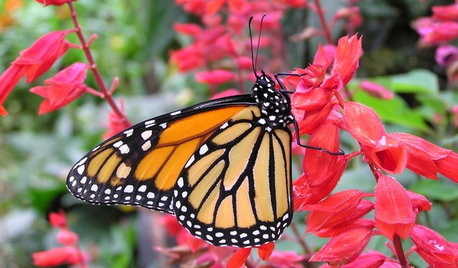 A Wing and a Prayer: Create a Heavenly Home for Butterflies