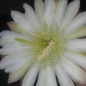 Bonnie Sacco-Meyer's photo