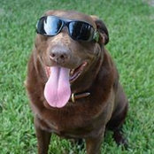 Dean Hrissikopoulos's photo