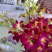 Vivienne Merriott's photo
