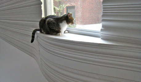 Gatti alla Finestra: L'Esperto Spiega Come Migliorare il Comfort