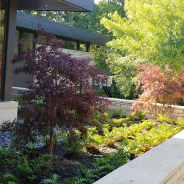 Mike's Tamukeyama Maples