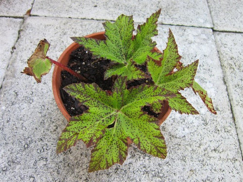 What are the Names of these Three Rhizomatous Begonias?