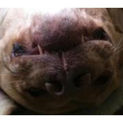 Shelley Halpain's photo