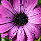 Sheila Persson's photo