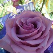 Linda Sutton's photo