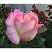 Jackie Johnson Watson's photo