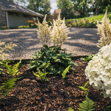 Large Planting Bed Hydrangea Astilbe Ferns