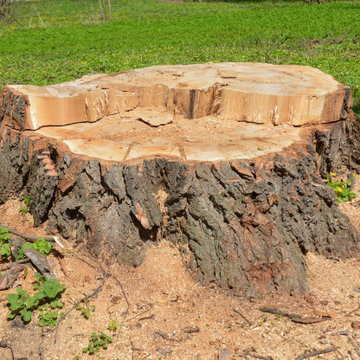 Bethany, CT | Best Tree and Stump Removal Services Near Me