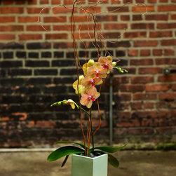 Home Orchids 2017 - Plants