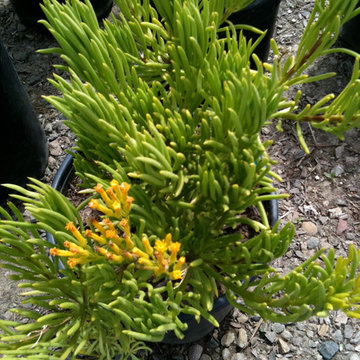 SUCCULENTS