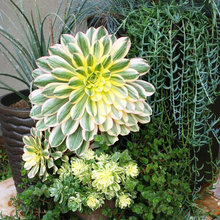 plants