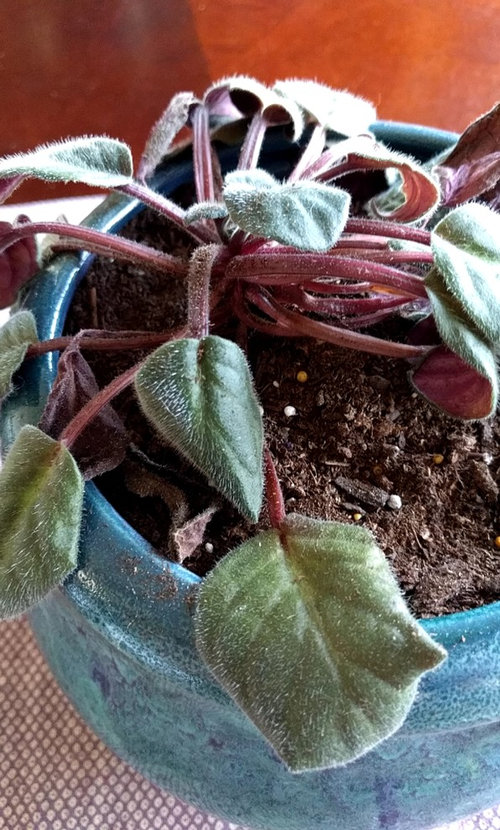 African Violet wilting