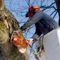 Airborne Tree Service & Relandscaping's profile photo