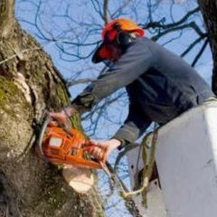 Airborne Tree Service & Relandscaping