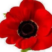 Patti Scafidi's photo