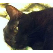 Jeanne Geesing's photo