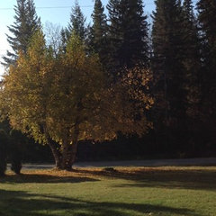 Barry Davidson Tree Services