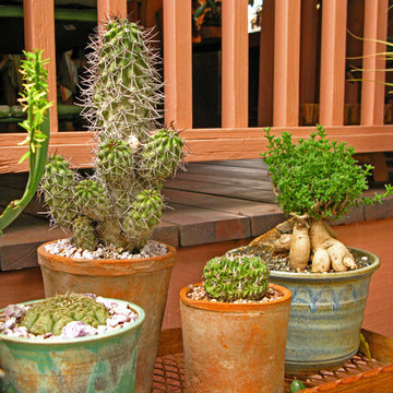 West Hollywood Boutique Garden