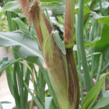 Growing Corn