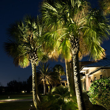 Palm Tree Landscape Lighting