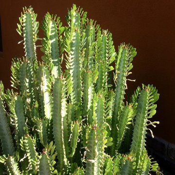 Succulents