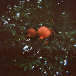 Plants & Fruits - Products