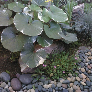 Ligularia Gardens