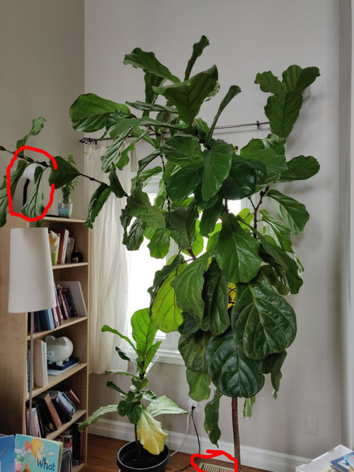 Large fiddle leaf fig started dropping lower leaves