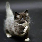 Gretchen Cole's photo