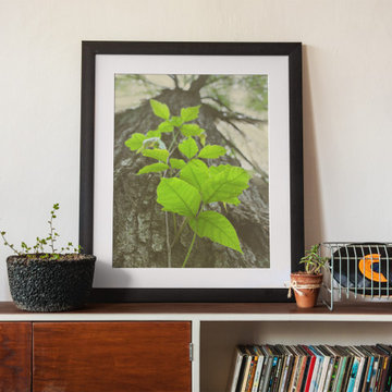 Climbing The Tree Botanical Nature Photograph Wall Art Prints