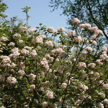 Spice Girl™ Viburnum