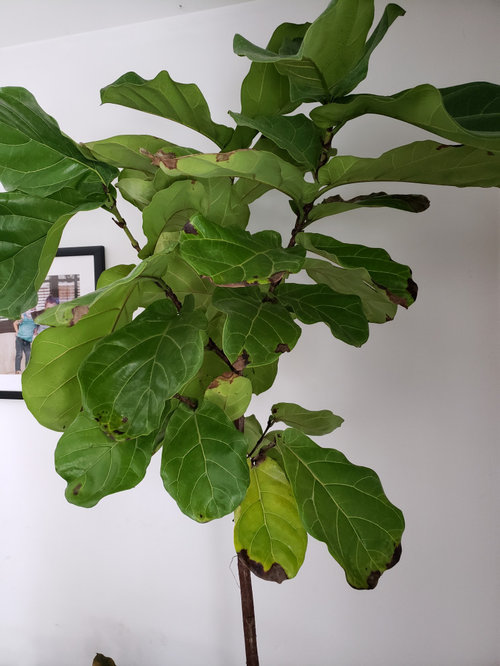 Help my fiddle leaf fig!