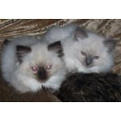 Joanne McDaniels's photo